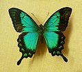 Papilio lorquinianus (Sea-green Swallowtail)