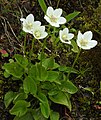 3124 Aremark jåblom Parnassia palustris