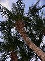 Senegal Date Palm (Phoenix reclinata)