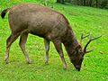 Rusa unicolor cambojensis (Parc national de Khao Yai, Thaïlande)