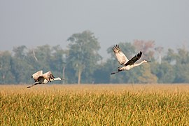 Grus canadensis (Sandhill Cranes)