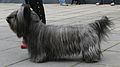 Skye terrier