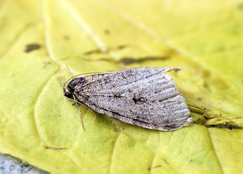 File:(1797) Autumnal Moth (Epirrita autumnata) Gen Det (8184699057).jpg