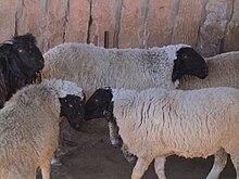 several black-faced white-woollen sheep with no horns