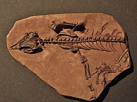 Скелет Mesenosaurus romeri