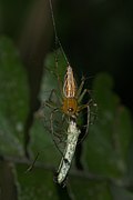 Oxyopes javanus-Kadavoor-2016-04-02-001.jpg