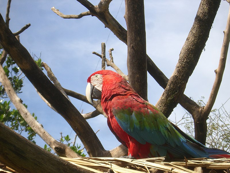 File:Ara chloropterus -Canaima National Park, Venezuela-6.jpg