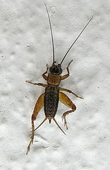 Gryllidae