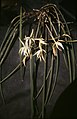 Brassavola martiana Suriname