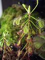 Drosera madagascariensis