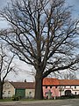 Elsterheide-Nardt, Eiche