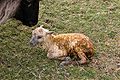 Lamb in Faroe Islands