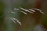 Festuca altissima