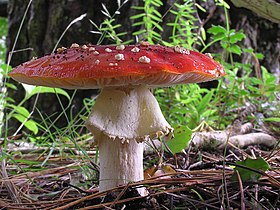 fly agaric (Amanita muscaria)