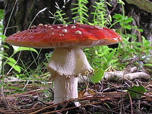 Agaricales (Gilled mushrooms)