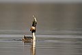 * Nomination Great crested grebe (Podiceps cristatus) in Avigliana Lakes Natural Park, Italy. By Davide Luigi Rosa. --Yiyi 11:27, 15 October 2024 (UTC) * Promotion  Support Good quality. --ReneeWrites 18:34, 15 October 2024 (UTC)