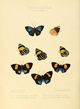 As quatro borboletas abaixo e à esquerda são subespécies (lyca e mionina) de C. lyca, nesta gravura do ano de 1855 (acima um par de Perisama philinus e abaixo, à direita, dois exemplares de Callicore brome).[1]