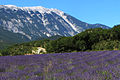 Vido de la monto Ventoux  preter lavendokampo