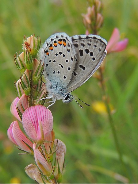 File:Pseudophilotes vicrama Lempes 7.jpg