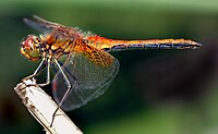 Sympetrum flaveolum (Linnaeus, 1758)