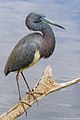 In full breeding colors in central Florida