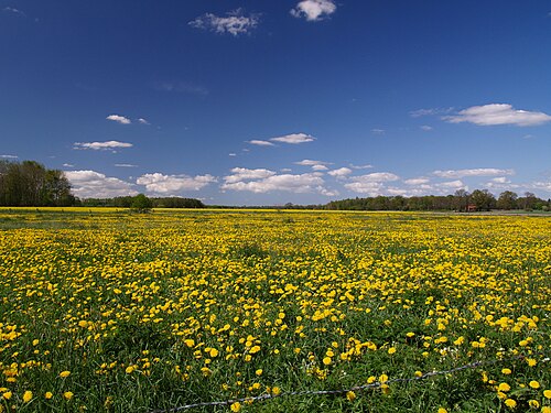 Wiese voller Löwenzahn vor blauem Himmel