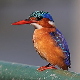 C. c. stuartkeithi Ethiopia