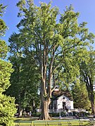 Old American elm tree near Horticultural Hall in Halifax Public Gardens - August 2019.jpg