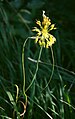 Hajmă păsărescă (Allium flavum)