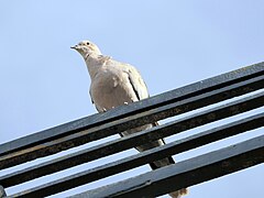 Arc-lès-Gray (Haute-Saône) Nature tourterelle hdsr VLux5 tl11.jpg