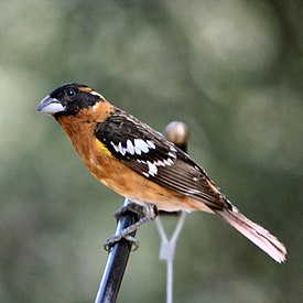 Черноголовый толстонос (Pheucticus melanocephalus)