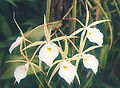 Brassavola flagellaris