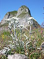 Edelweiss on the Kanisfluh, Holenke in the background