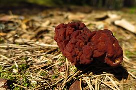 Gyromitra esculenta in Estonia.jpg