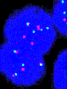 Overlapping cells are also excluded from the count.