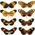 The butterfly genus Heliconius contains many similar species.