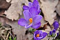 Einzelblüte von Crocus neglectus, Zavelstein, Baden-Württemberg