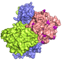 LKB1 complex structure 2WTK.png