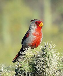 Ørkenkardinal, Cardinalis sinuatus Frå Tucson Mt. Park, Arizona Foto: Don Faulkner