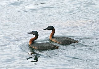 大鸊鷉（英语：Great grebe）（學名：Podiceps major）