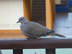 Streptopelia decaocto 00.jpg