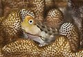 Salarias sinuosus, the fringelip blenny