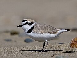 (Charadrius nivosus)