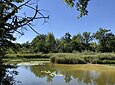 Ein See mit Wasser- und Uferpflanzen unter blauem Himmel, im Hintergrund Bäume