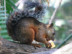 Sciurus variegatoides