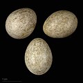 * Nomination eggs of western yellow wagtail (thunbergi) - Oeufs de Bergeronnette printanière (thunbergi) --Ercé 09:38, 1 January 2024 (UTC) * Promotion  Support Good quality. --Poco a poco 10:59, 1 January 2024 (UTC)