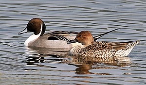 Gräfögel (Anas acuta), bääft a wörd, föör at wiiftje. LC - least concern (ei trüüwet)