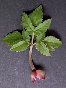 Gierschblatt mit Stängel und den damit noch verbundenen Hüllblättern einer Erneuerungsknospe des Rhizoms