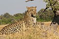 Leopardo (Panthera pardus).