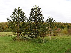 Araucaria araucana ArboretumMT 1.jpg